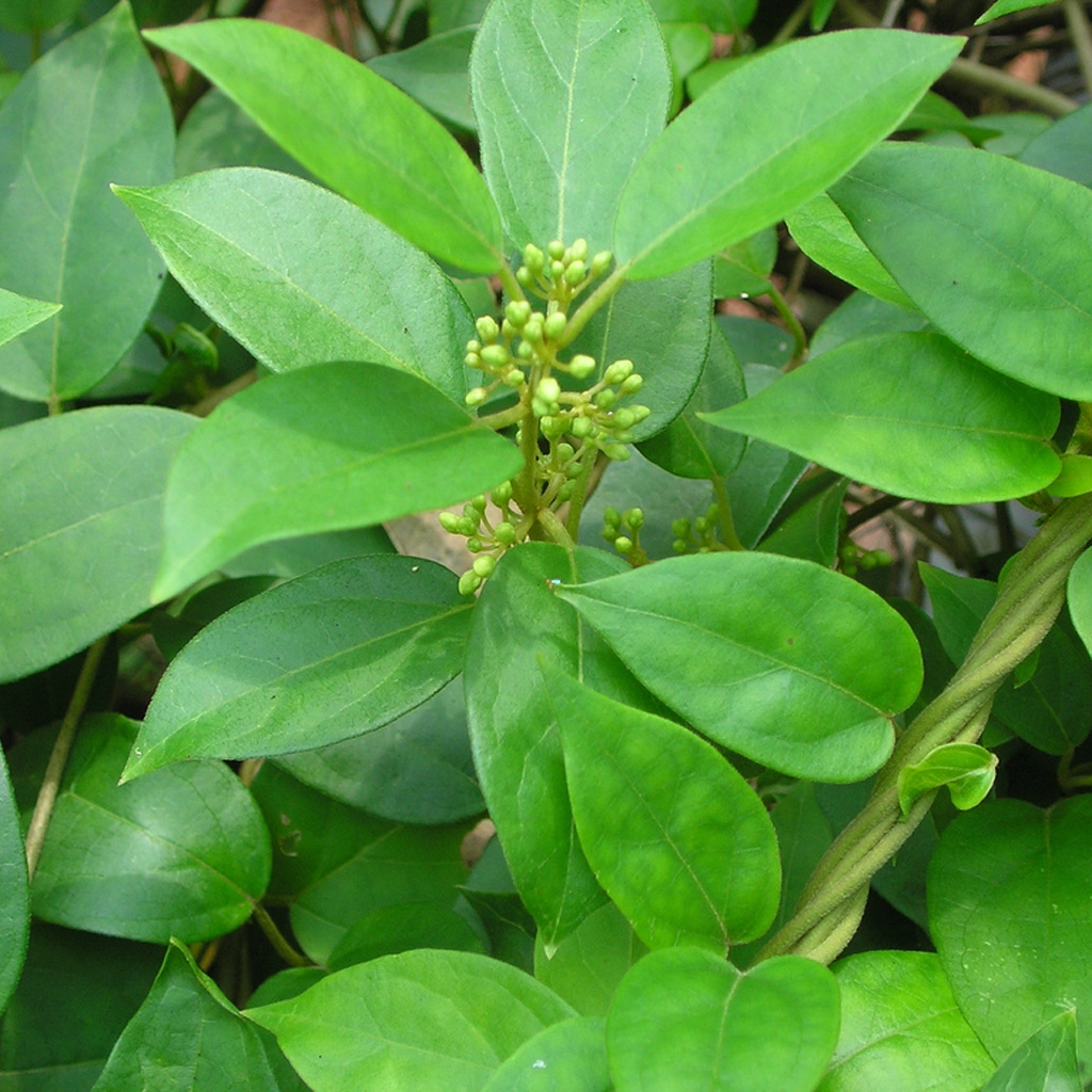 Gymnema leaf